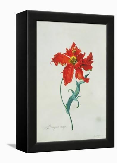 Perroquet Rouge, A Botanical Illustration-Georg Dionysius Ehret-Framed Premier Image Canvas