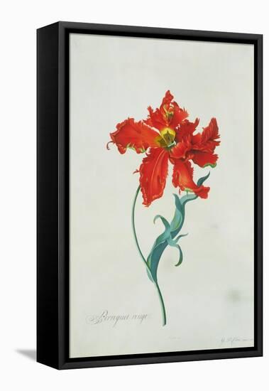 Perroquet Rouge, A Botanical Illustration-Georg Dionysius Ehret-Framed Premier Image Canvas