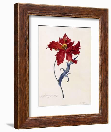 Perroquet Rouge, C.1744-Georg Dionysius Ehret-Framed Giclee Print