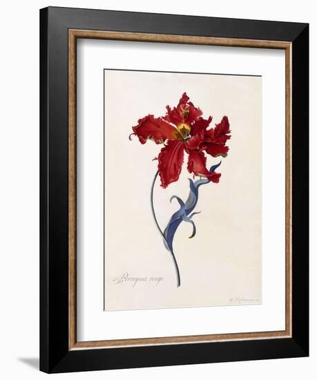 Perroquet Rouge, C.1744-Georg Dionysius Ehret-Framed Giclee Print