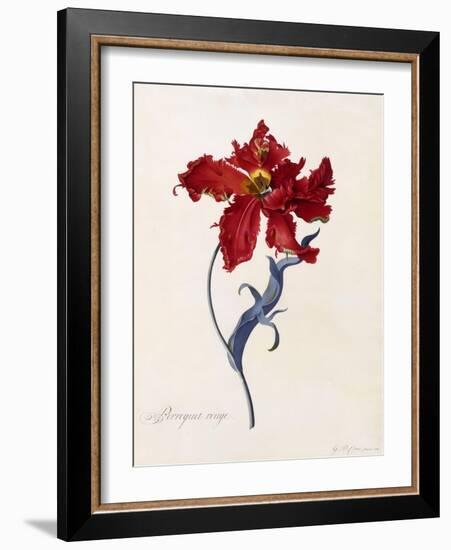 Perroquet Rouge, C.1744-Georg Dionysius Ehret-Framed Giclee Print