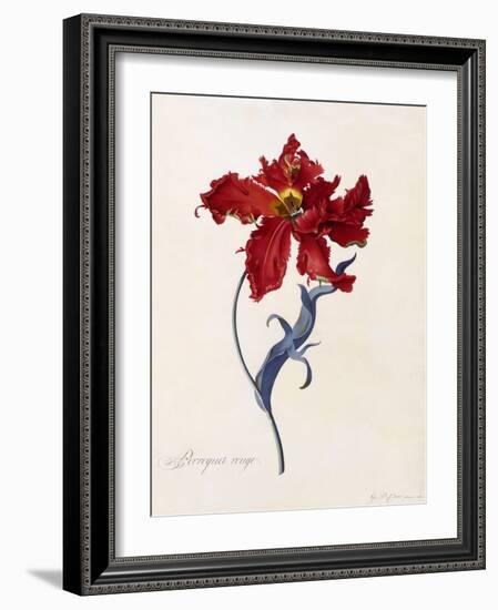 Perroquet Rouge, C.1744-Georg Dionysius Ehret-Framed Giclee Print