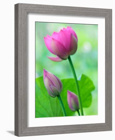 Perry's Water Garden, Lotus Bloom and Buds, Franklin, North Carolina, USA-Joanne Wells-Framed Photographic Print