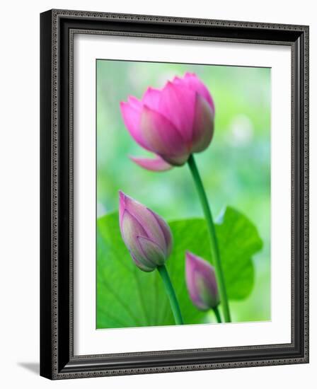Perry's Water Garden, Lotus Bloom and Buds, Franklin, North Carolina, USA-Joanne Wells-Framed Photographic Print