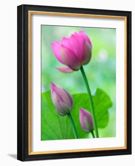 Perry's Water Garden, Lotus Bloom and Buds, Franklin, North Carolina, USA-Joanne Wells-Framed Photographic Print