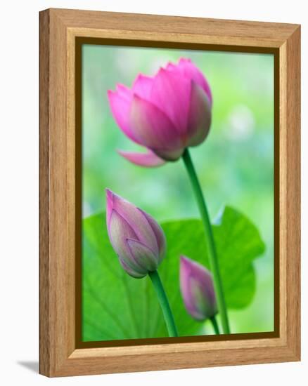 Perry's Water Garden, Lotus Bloom and Buds, Franklin, North Carolina, USA-Joanne Wells-Framed Premier Image Canvas