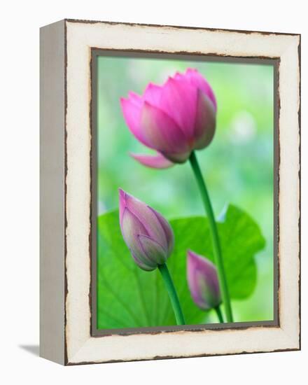 Perry's Water Garden, Lotus Bloom and Buds, Franklin, North Carolina, USA-Joanne Wells-Framed Premier Image Canvas