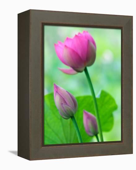 Perry's Water Garden, Lotus Bloom and Buds, Franklin, North Carolina, USA-Joanne Wells-Framed Premier Image Canvas