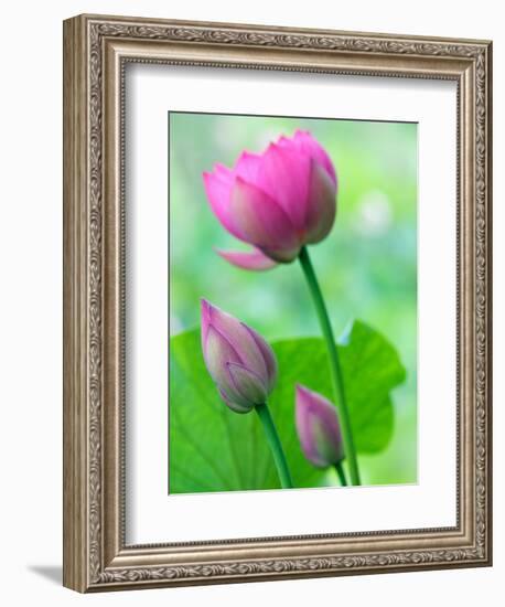 Perry's Water Garden, Lotus Bloom and Buds, Franklin, North Carolina, USA-Joanne Wells-Framed Photographic Print