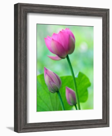 Perry's Water Garden, Lotus Bloom and Buds, Franklin, North Carolina, USA-Joanne Wells-Framed Photographic Print