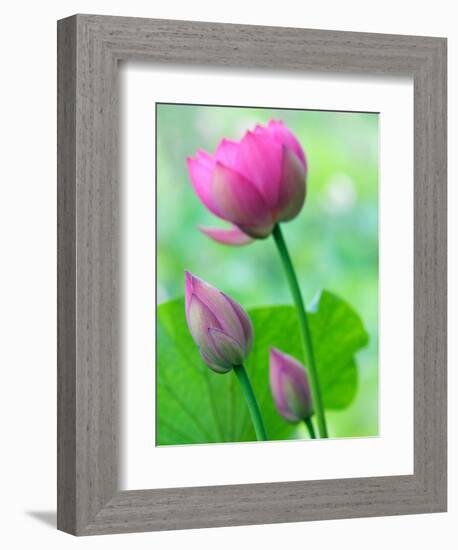 Perry's Water Garden, Lotus Bloom and Buds, Franklin, North Carolina, USA-Joanne Wells-Framed Photographic Print