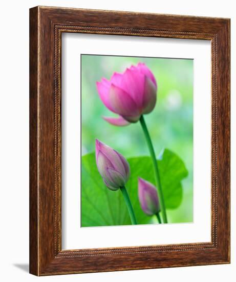 Perry's Water Garden, Lotus Bloom and Buds, Franklin, North Carolina, USA-Joanne Wells-Framed Photographic Print