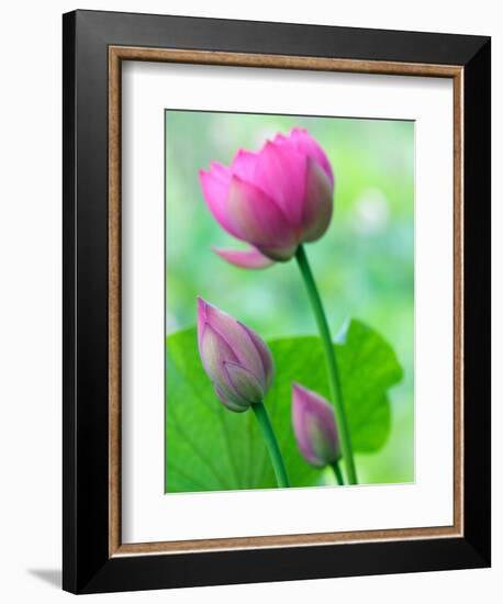 Perry's Water Garden, Lotus Bloom and Buds, Franklin, North Carolina, USA-Joanne Wells-Framed Photographic Print