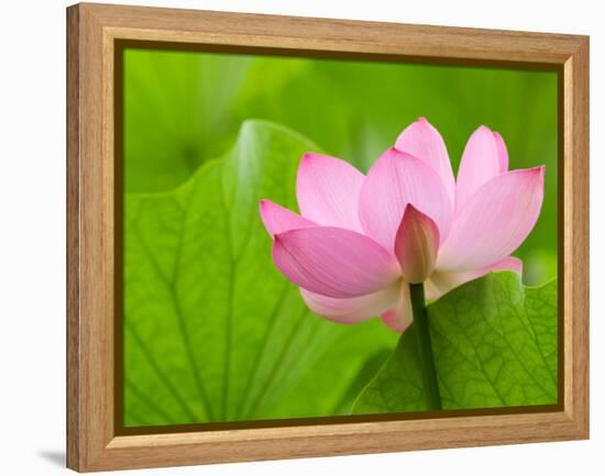 Perry's Water Garden, Lotus Bloom and Leaves, Franklin, North Carolina, USA-Joanne Wells-Framed Premier Image Canvas