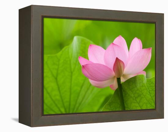 Perry's Water Garden, Lotus Bloom and Leaves, Franklin, North Carolina, USA-Joanne Wells-Framed Premier Image Canvas