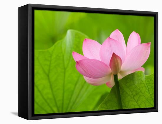 Perry's Water Garden, Lotus Bloom and Leaves, Franklin, North Carolina, USA-Joanne Wells-Framed Premier Image Canvas