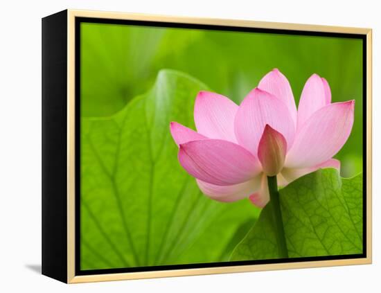 Perry's Water Garden, Lotus Bloom and Leaves, Franklin, North Carolina, USA-Joanne Wells-Framed Premier Image Canvas