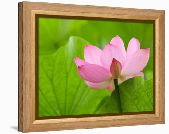 Perry's Water Garden, Lotus Bloom and Leaves, Franklin, North Carolina, USA-Joanne Wells-Framed Premier Image Canvas