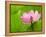 Perry's Water Garden, Lotus Bloom and Leaves, Franklin, North Carolina, USA-Joanne Wells-Framed Premier Image Canvas