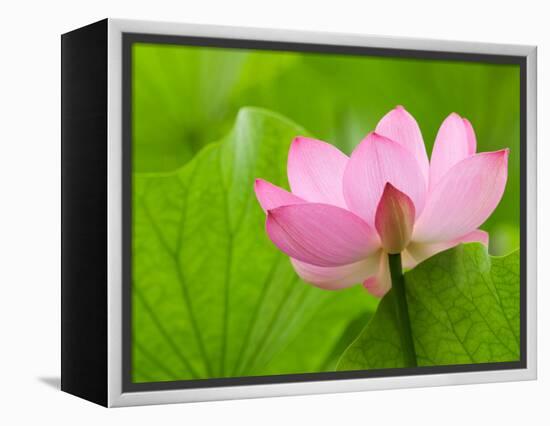 Perry's Water Garden, Lotus Bloom and Leaves, Franklin, North Carolina, USA-Joanne Wells-Framed Premier Image Canvas