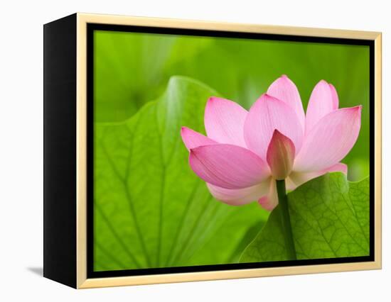 Perry's Water Garden, Lotus Bloom and Leaves, Franklin, North Carolina, USA-Joanne Wells-Framed Premier Image Canvas