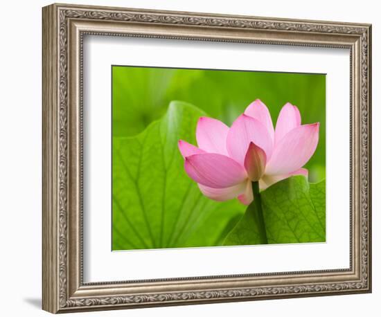 Perry's Water Garden, Lotus Bloom and Leaves, Franklin, North Carolina, USA-Joanne Wells-Framed Photographic Print