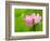 Perry's Water Garden, Lotus Bloom and Leaves, Franklin, North Carolina, USA-Joanne Wells-Framed Photographic Print