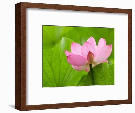 Perry's Water Garden, Lotus Bloom and Leaves, Franklin, North Carolina, USA-Joanne Wells-Framed Photographic Print