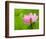 Perry's Water Garden, Lotus Bloom and Leaves, Franklin, North Carolina, USA-Joanne Wells-Framed Photographic Print