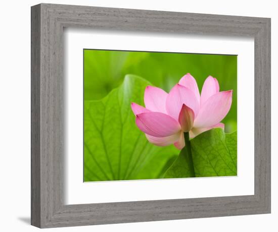 Perry's Water Garden, Lotus Bloom and Leaves, Franklin, North Carolina, USA-Joanne Wells-Framed Photographic Print