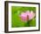 Perry's Water Garden, Lotus Bloom and Leaves, Franklin, North Carolina, USA-Joanne Wells-Framed Photographic Print