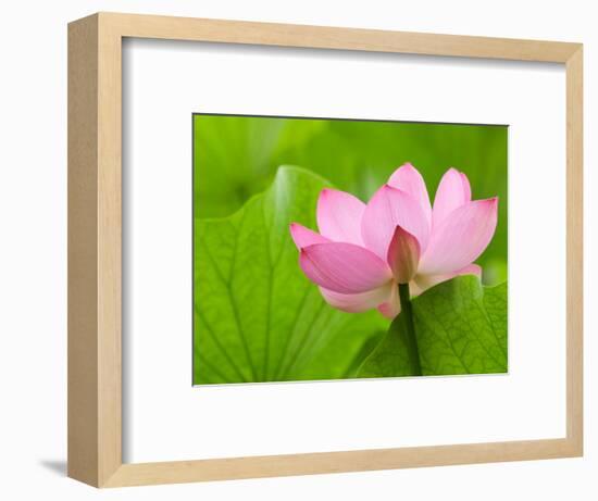 Perry's Water Garden, Lotus Bloom and Leaves, Franklin, North Carolina, USA-Joanne Wells-Framed Photographic Print