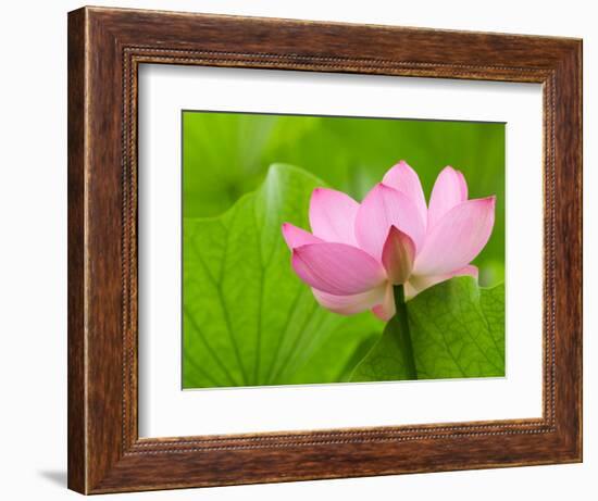 Perry's Water Garden, Lotus Bloom and Leaves, Franklin, North Carolina, USA-Joanne Wells-Framed Photographic Print