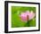 Perry's Water Garden, Lotus Bloom and Leaves, Franklin, North Carolina, USA-Joanne Wells-Framed Photographic Print