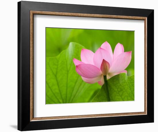 Perry's Water Garden, Lotus Bloom and Leaves, Franklin, North Carolina, USA-Joanne Wells-Framed Photographic Print