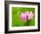 Perry's Water Garden, Lotus Bloom and Leaves, Franklin, North Carolina, USA-Joanne Wells-Framed Photographic Print