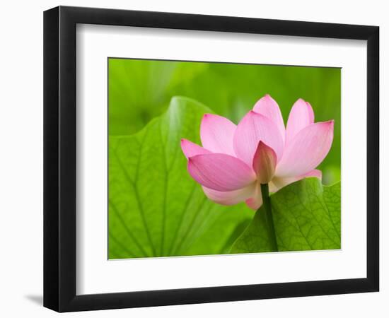 Perry's Water Garden, Lotus Bloom and Leaves, Franklin, North Carolina, USA-Joanne Wells-Framed Photographic Print