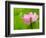 Perry's Water Garden, Lotus Bloom and Leaves, Franklin, North Carolina, USA-Joanne Wells-Framed Photographic Print