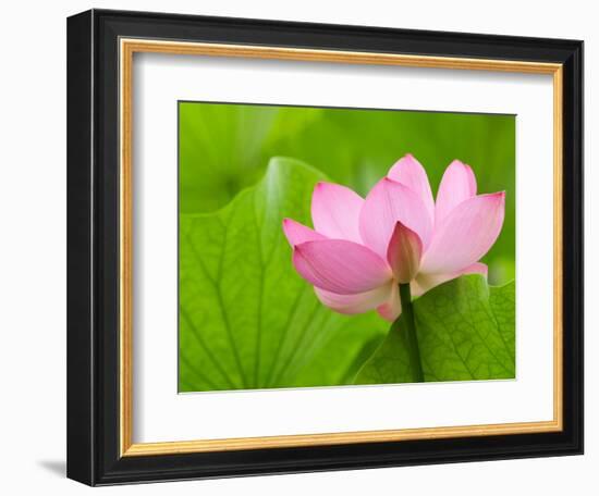 Perry's Water Garden, Lotus Bloom and Leaves, Franklin, North Carolina, USA-Joanne Wells-Framed Photographic Print