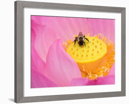 Perry's Water Garden, Lotus Blossom and Bee, Franklin, North Carolina, USA-Joanne Wells-Framed Photographic Print