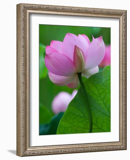 Perry's Water Garden, Lotus Blossom, Franklin, North Carolina, USA-Joanne Wells-Framed Photographic Print