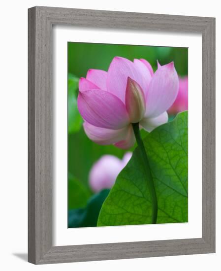 Perry's Water Garden, Lotus Blossom, Franklin, North Carolina, USA-Joanne Wells-Framed Photographic Print