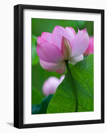 Perry's Water Garden, Lotus Blossom, Franklin, North Carolina, USA-Joanne Wells-Framed Photographic Print