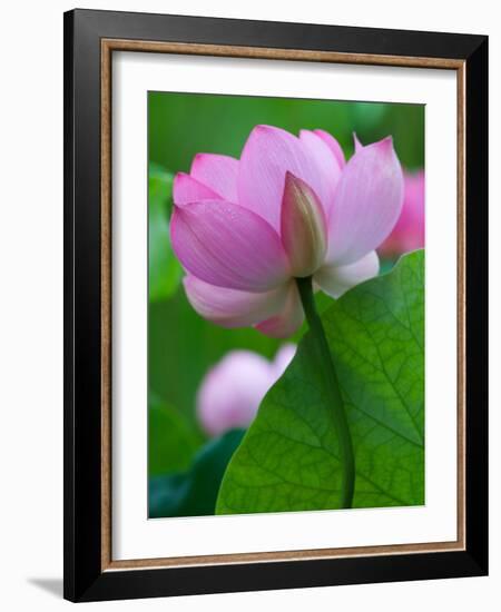 Perry's Water Garden, Lotus Blossom, Franklin, North Carolina, USA-Joanne Wells-Framed Photographic Print