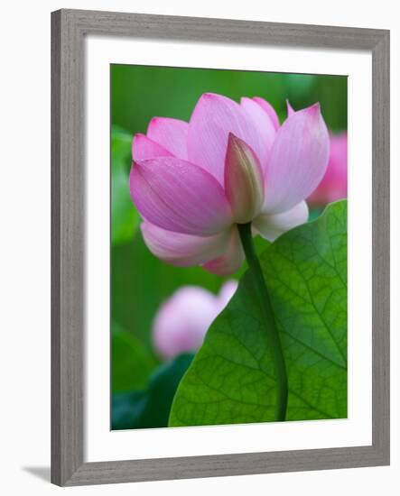 Perry's Water Garden, Lotus Blossom, Franklin, North Carolina, USA-Joanne Wells-Framed Photographic Print