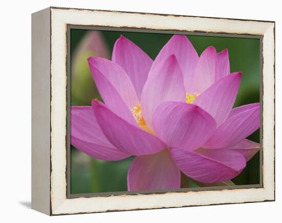 Perry's Water Garden, Lotus Blossom, Franklin, North Carolina, USA-Joanne Wells-Framed Premier Image Canvas