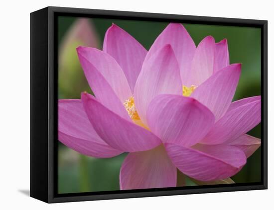 Perry's Water Garden, Lotus Blossom, Franklin, North Carolina, USA-Joanne Wells-Framed Premier Image Canvas