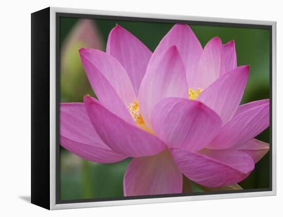 Perry's Water Garden, Lotus Blossom, Franklin, North Carolina, USA-Joanne Wells-Framed Premier Image Canvas