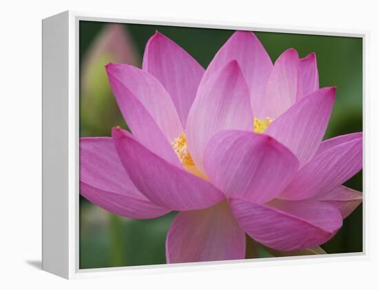 Perry's Water Garden, Lotus Blossom, Franklin, North Carolina, USA-Joanne Wells-Framed Premier Image Canvas