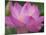 Perry's Water Garden, Lotus Blossom, Franklin, North Carolina, USA-Joanne Wells-Mounted Premium Photographic Print